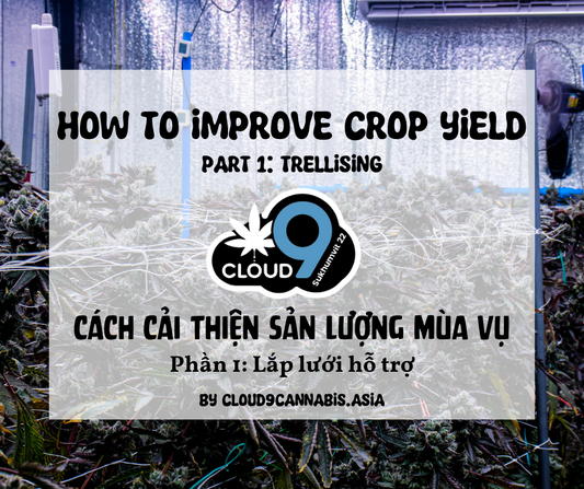 How to improve Cannabis Yield by Cloud9 Part 1