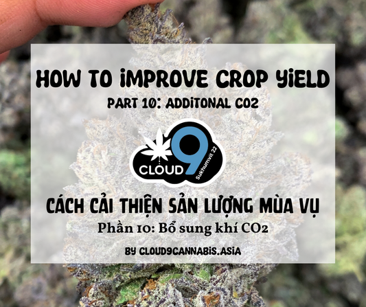 How to improve Cannabis Yield by Cloud9 Part 10