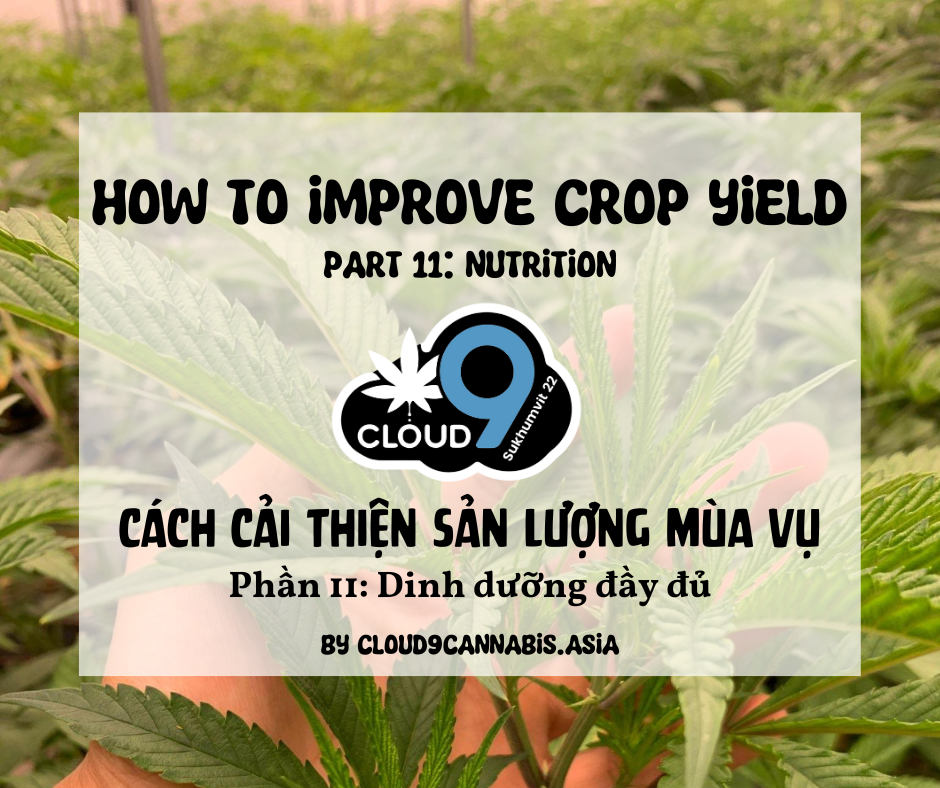 How to improve Cannabis Yield by Cloud9 Part 11