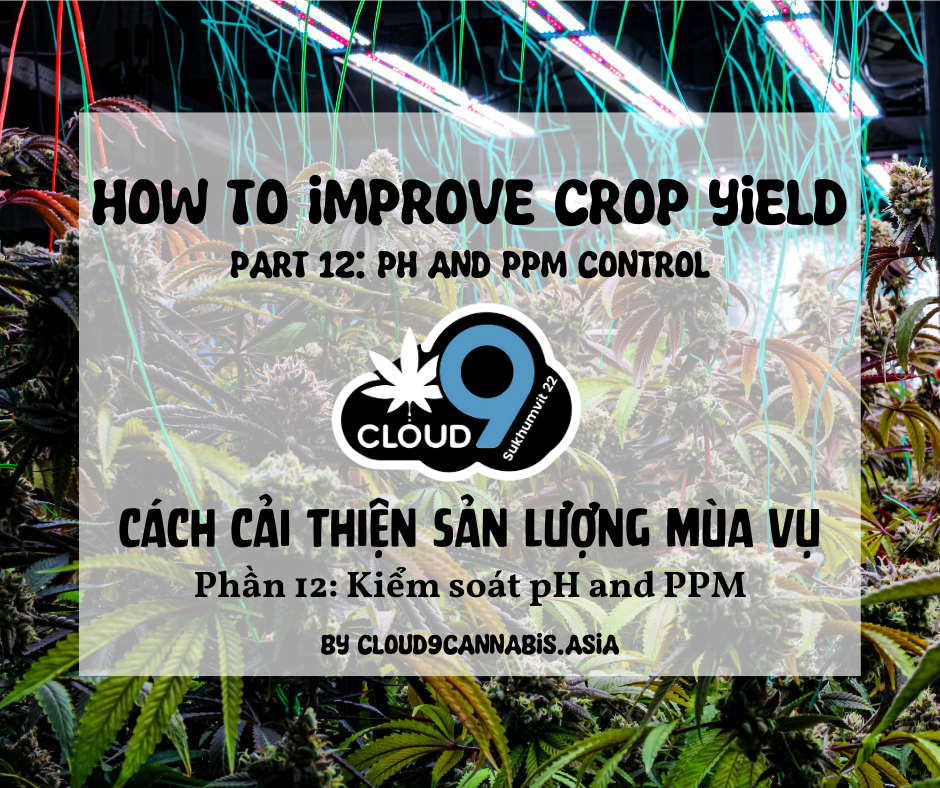 How to improve Cannabis Yield by Cloud9 Part 12