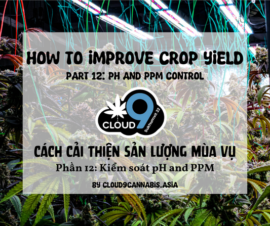 How to improve Cannabis Yield by Cloud9 Part 12