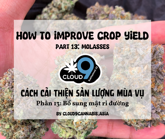 How to improve Cannabis Yield by Cloud9 Part 13