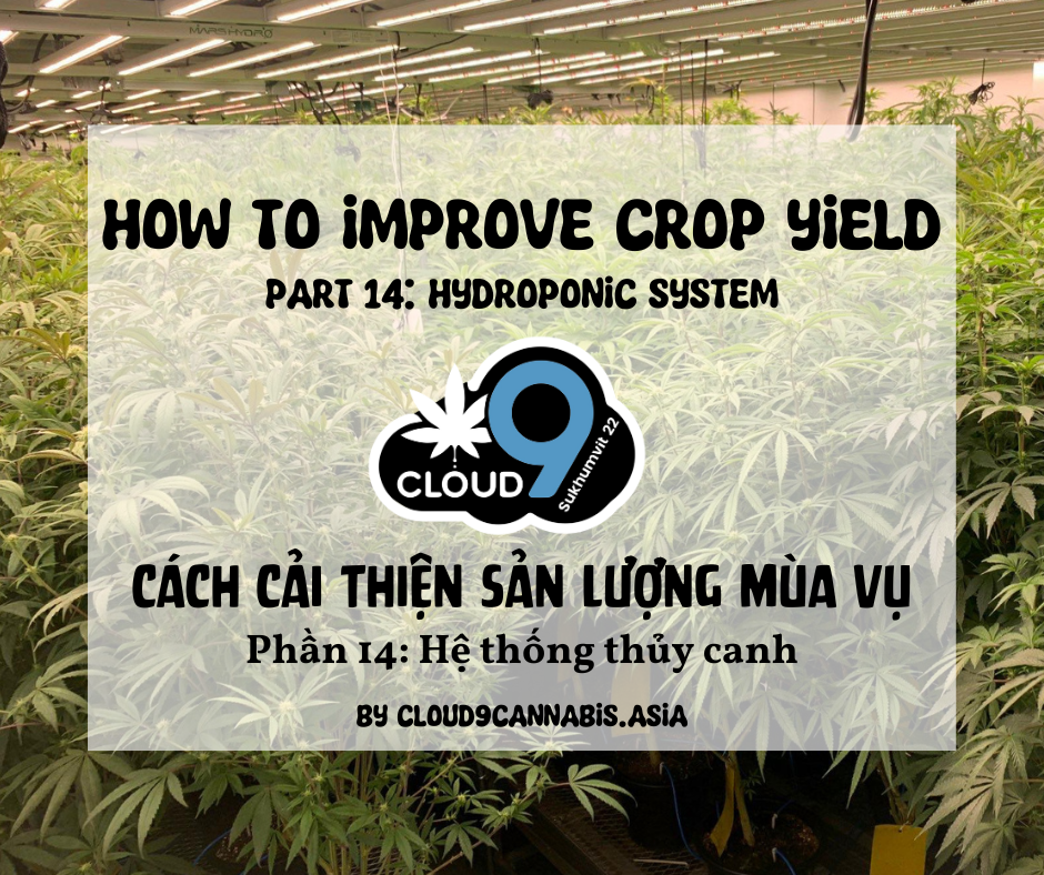 How to improve Cannabis Yield by Cloud9 Part 14