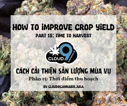 How to improve Cannabis Yield by Cloud9 Part 15