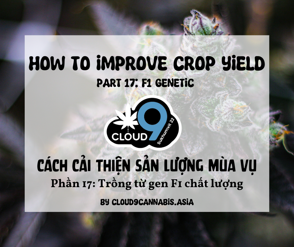 How to improve Cannabis Yield by Cloud9 Part 17