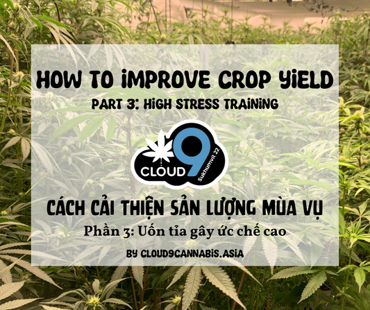 How to improve Cannabis Yield by Cloud9 Part 3