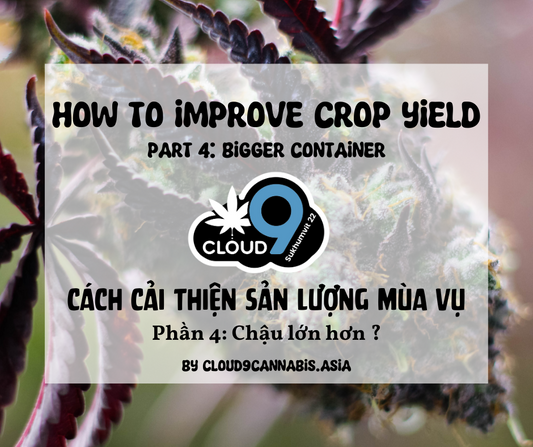 How to improve Cannabis Yield by Cloud9 Part 4