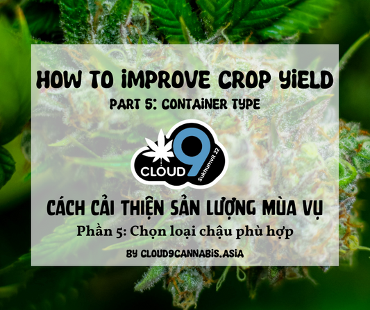 How to improve Cannabis Yield by Cloud9 Part 5