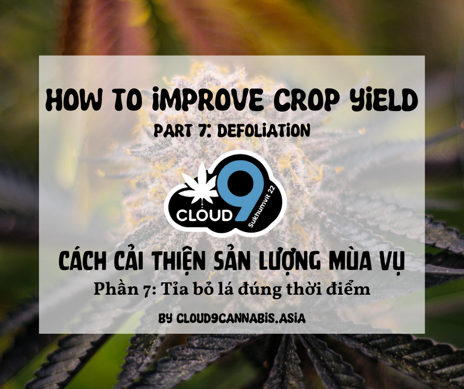 How to improve Cannabis Yield by Cloud9 Part 7