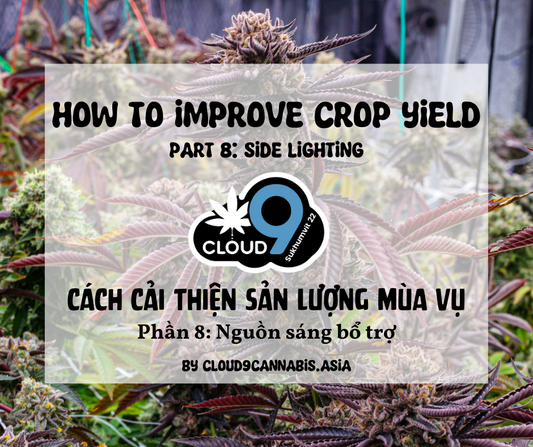 How to improve Cannabis Yield by Cloud9 Part 8