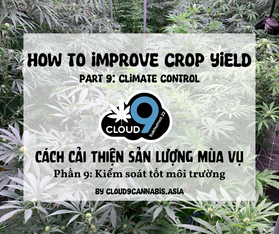 How to improve Cannabis Yield by Cloud9 Part 9