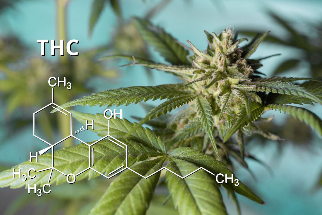 What is THC